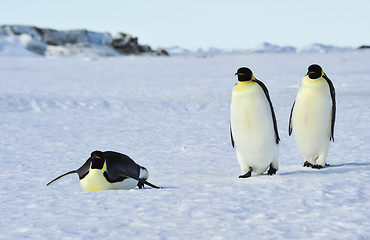 Image showing Three Emperor Penguins on the snow