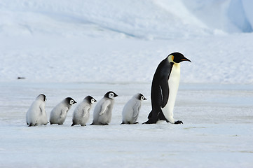 Image showing Emperor Penguins with chick