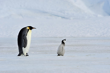 Image showing Emperor Penguins with chick