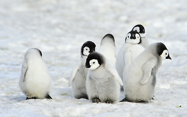 Image showing Emperor Penguins chicks