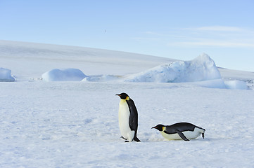 Image showing Two Emperor Penguins on the snow