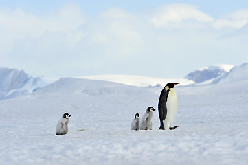 Image showing Emperor Penguins with chick