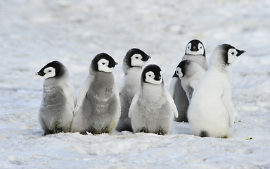 Image showing Emperor Penguins chicks