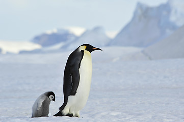 Image showing Emperor Penguins with chick