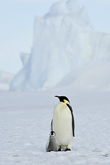 Image showing Emperor Penguins with chick