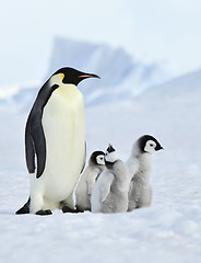 Image showing Emperor Penguins with chick