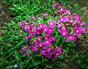 Image showing Flower bed with flowering primroses in the garden in the spring.