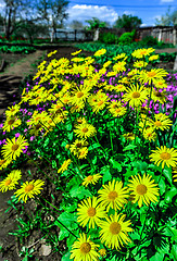 Image showing Flowering decorative yellow garden chamomiles in spring