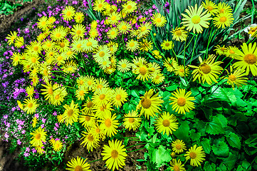 Image showing Flowering decorative yellow garden chamomiles in spring