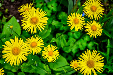 Image showing Flowering decorative yellow garden chamomiles in spring