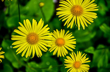 Image showing Flowering decorative yellow garden chamomiles in spring