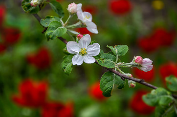 Image showing Landscape with a spring flowering pear in the garden