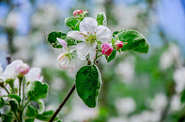 Image showing Landscape with a spring flowering pear in the garden