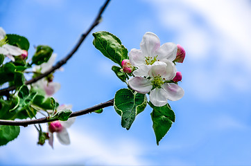 Image showing Landscape with a spring flowering pear in the garden