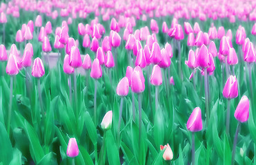 Image showing Soft Blur Lilac Tulips Field