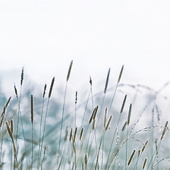 Image showing Pastel Blurred Herb Nature Background