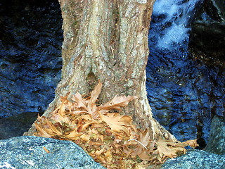 Image showing Water tree