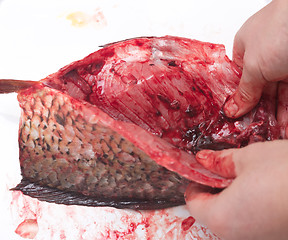 Image showing fresh fish in hands