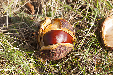 Image showing ripe fruit chestnut