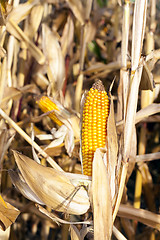 Image showing agricultural field with corn