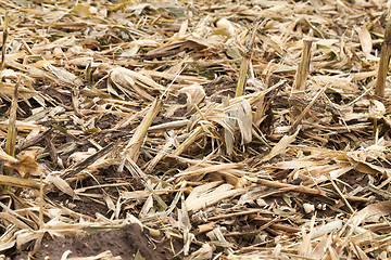 Image showing husks and leaves of corn