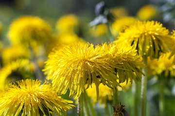 Image showing yellow dandelions in spring