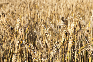 Image showing wheat farming field