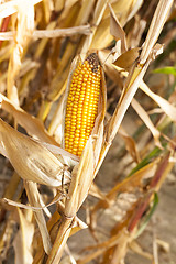 Image showing Ripe yellow corn