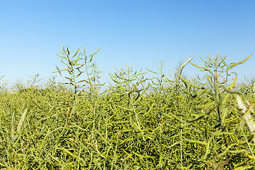 Image showing Field with cereal