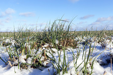 Image showing winter wheat, close-up