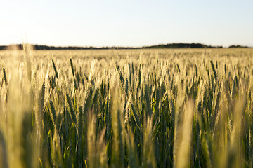 Image showing Field with cereal