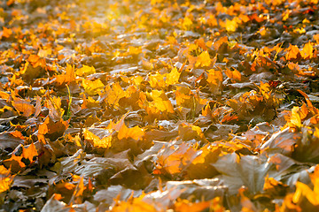 Image showing The fallen maple leaves