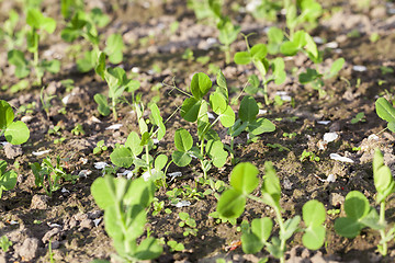 Image showing young green peas