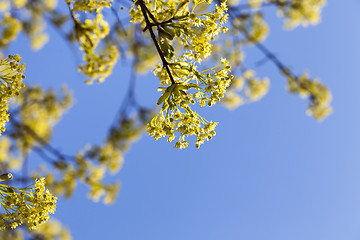 Image showing flowering maple tree