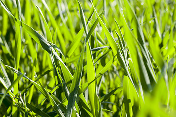 Image showing Field with cereal