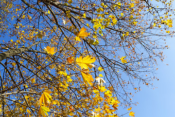 Image showing yellowed maple trees in autumn