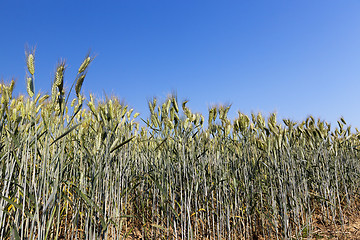 Image showing green unripe cereal