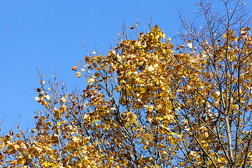 Image showing yellowed maple trees in autumn