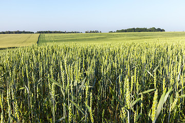 Image showing Field with cereal