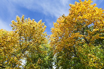 Image showing trees in autumn season