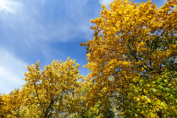 Image showing yellowed maple trees in the fall