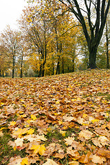 Image showing leaves in autumn park