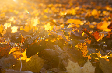 Image showing fallen leaves of a maple