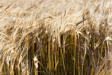 Image showing field with rye