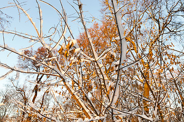 Image showing trees in the snow