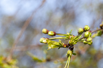 Image showing green buds of apple