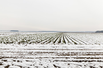 Image showing carrot harvest in the snow