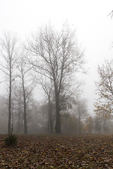 Image showing Fog in autumn season