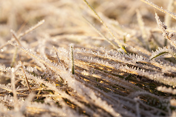 Image showing green grass in the frost