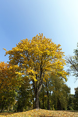 Image showing Maple Park in autumn